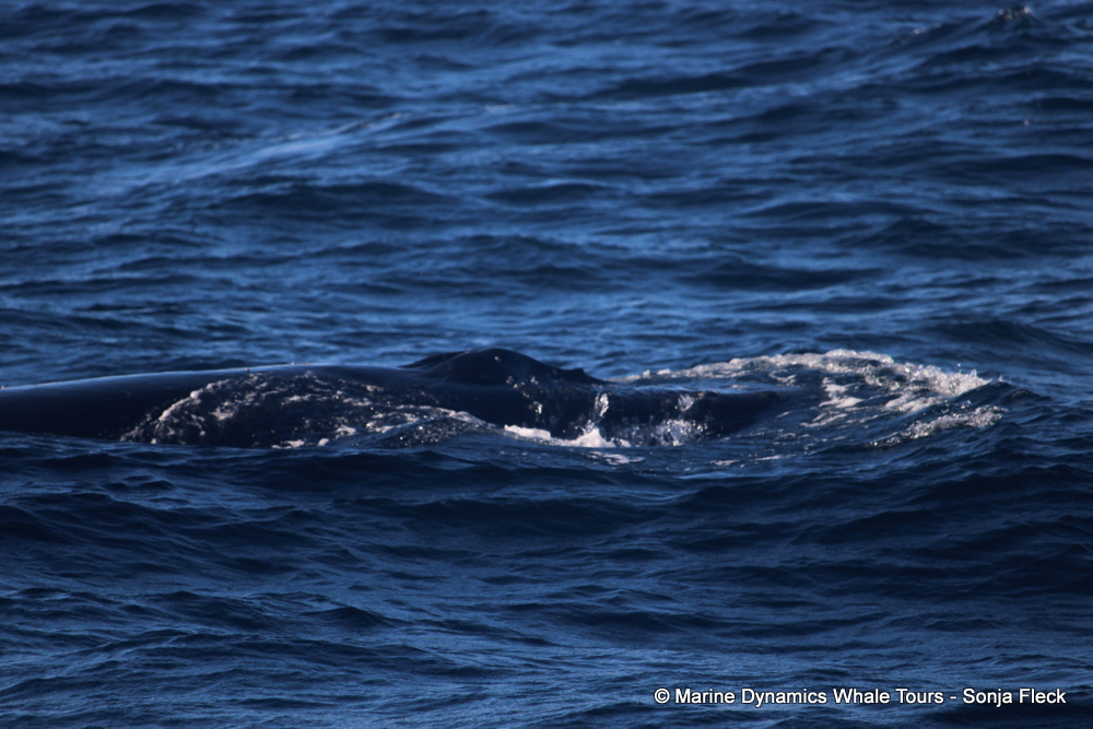 Humpback whale, whale watching, gansbaai, south africa,