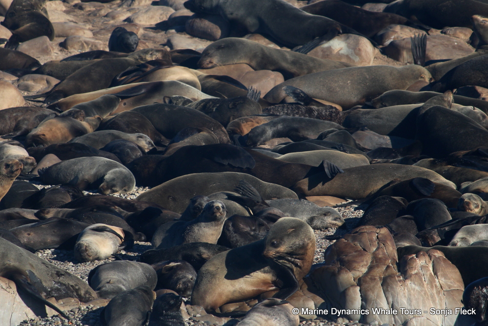 Cape fur seal, whale watching, gansbaai, south africa,