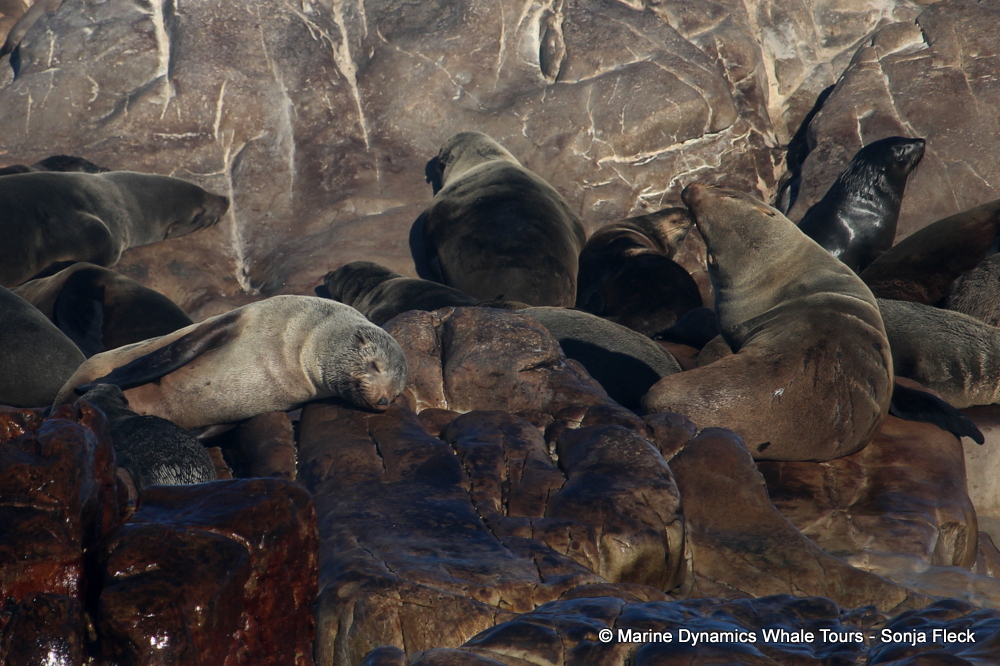 Cape fur seal, whale watching, gansbaai, south africa,