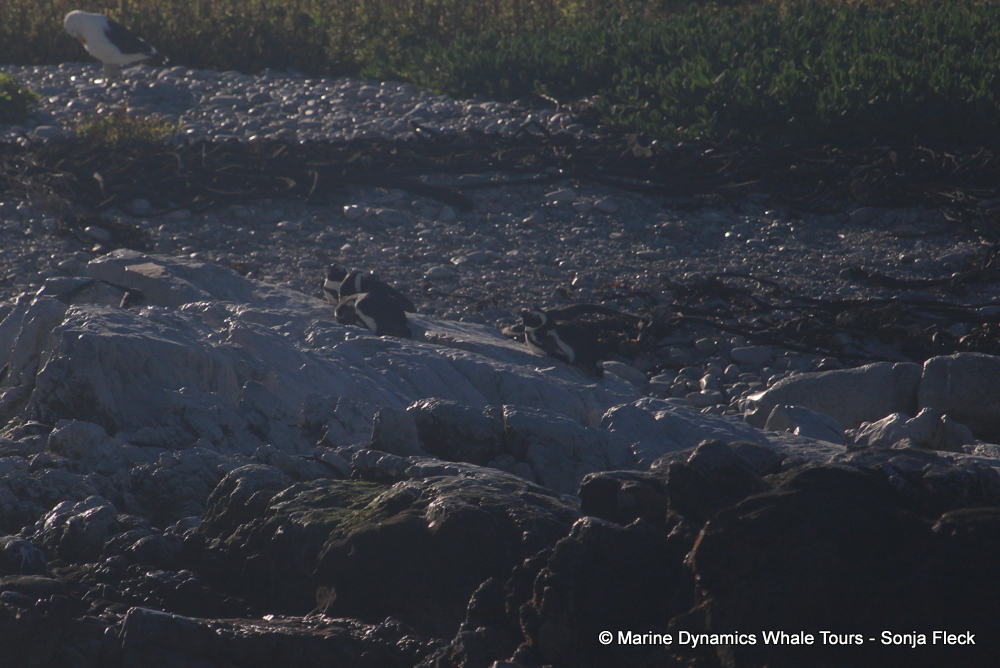Africa Penguin ,whale watching, gansbaai, south africa,