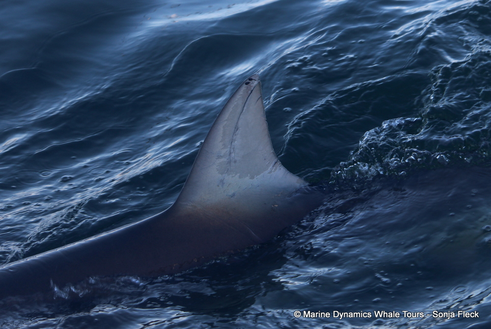 bronze whaler shark, whale watching, gansbaai, south africa,