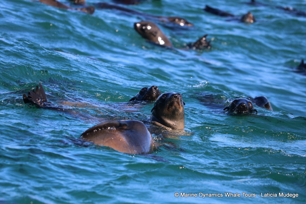 Cape fur seal, whale watching, gansbaai, south africa,