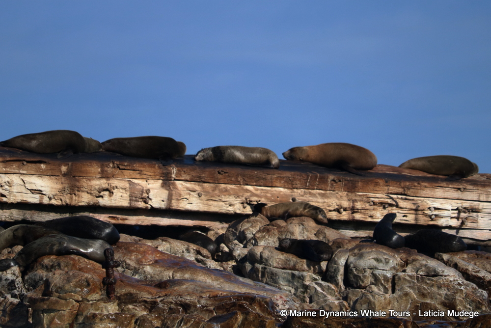 Cape fur seal, whale watching, gansbaai, south africa,