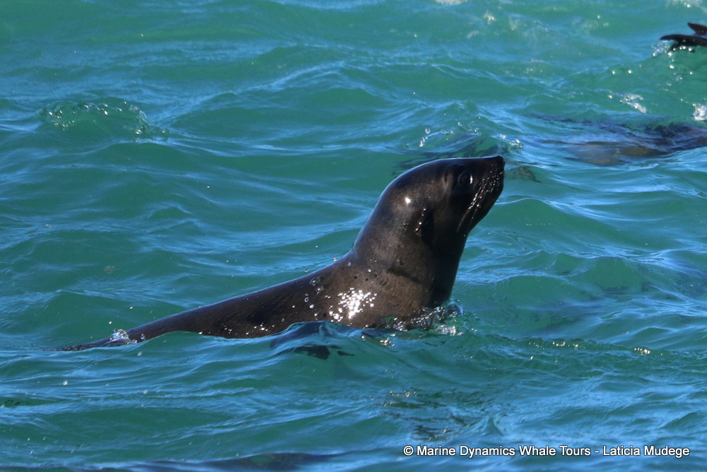 Cape fur seal, whale watching, gansbaai, south africa,