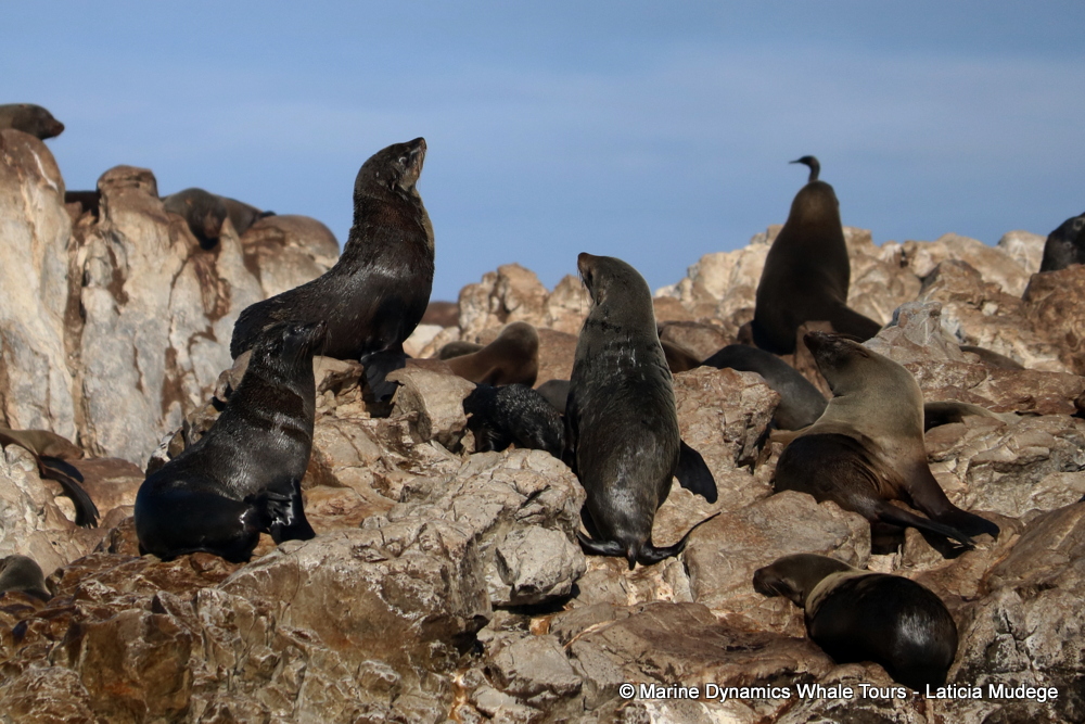Cape fur seal, whale watching, gansbaai, south africa,