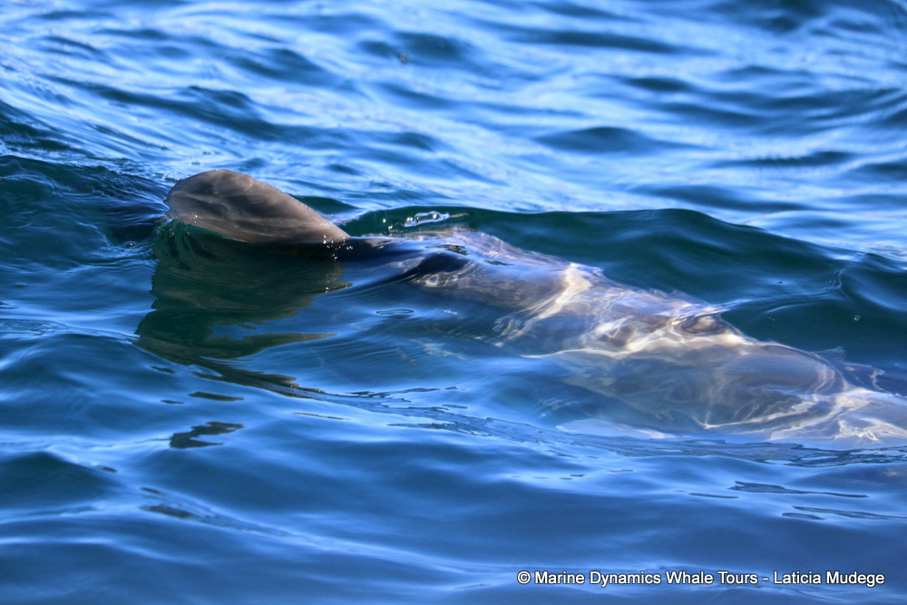 Sunfish, whale watching, gansbaai, south africa,