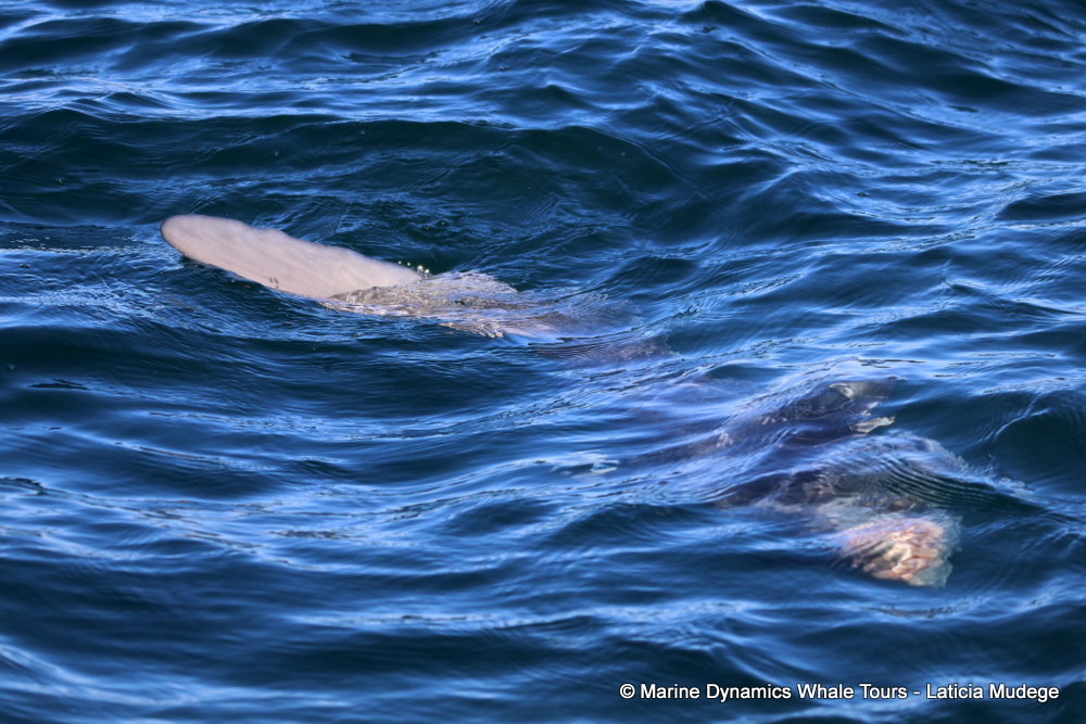 Sunfish, whale watching, gansbaai, south africa,