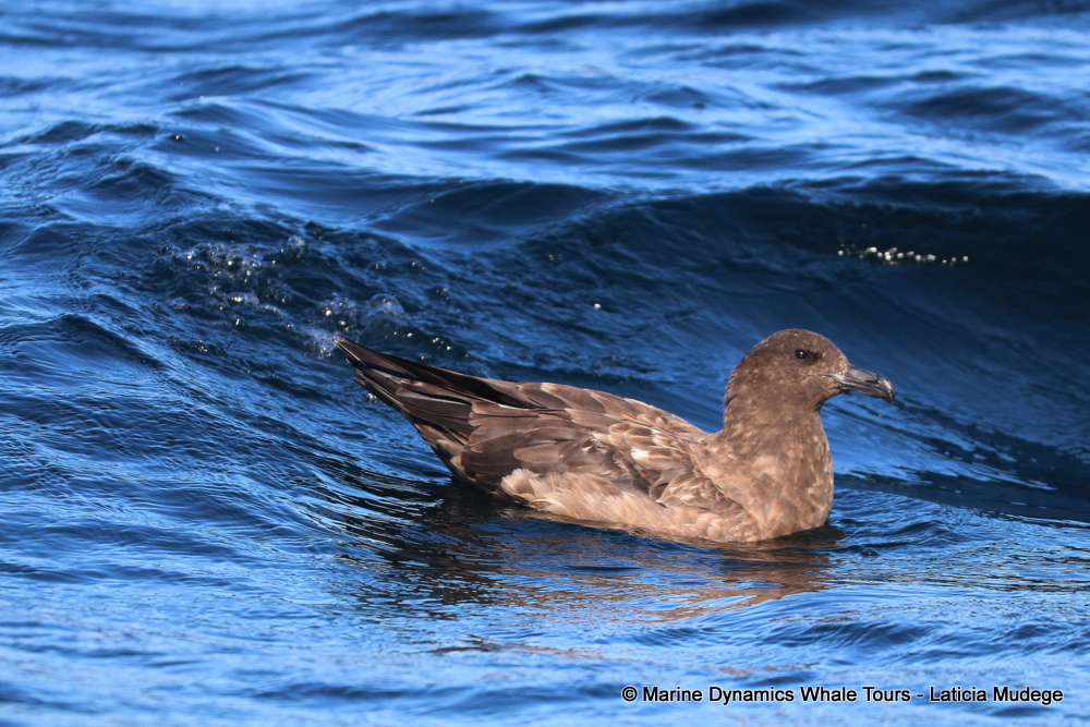 Sooty Shearwater, whale watching, gansbaai, south africa,