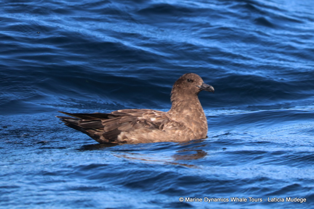 Sooty Shearwater, whale watching, gansbaai, south africa,
