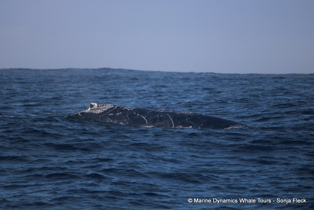 Humpback whale, whale watching, gansbaai, south africa,
