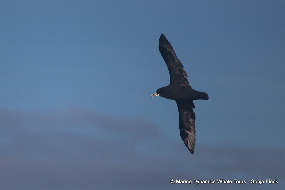 White-chinned Petrel, whale watching, gansbaai, south africa,