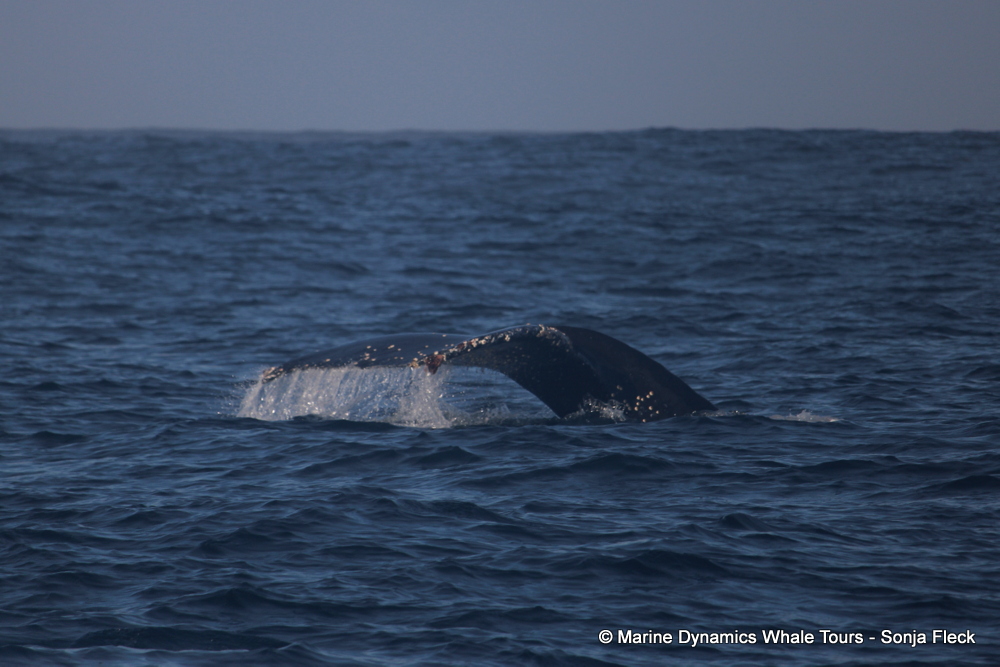 Humpback whale, whale watching, gansbaai, south africa,