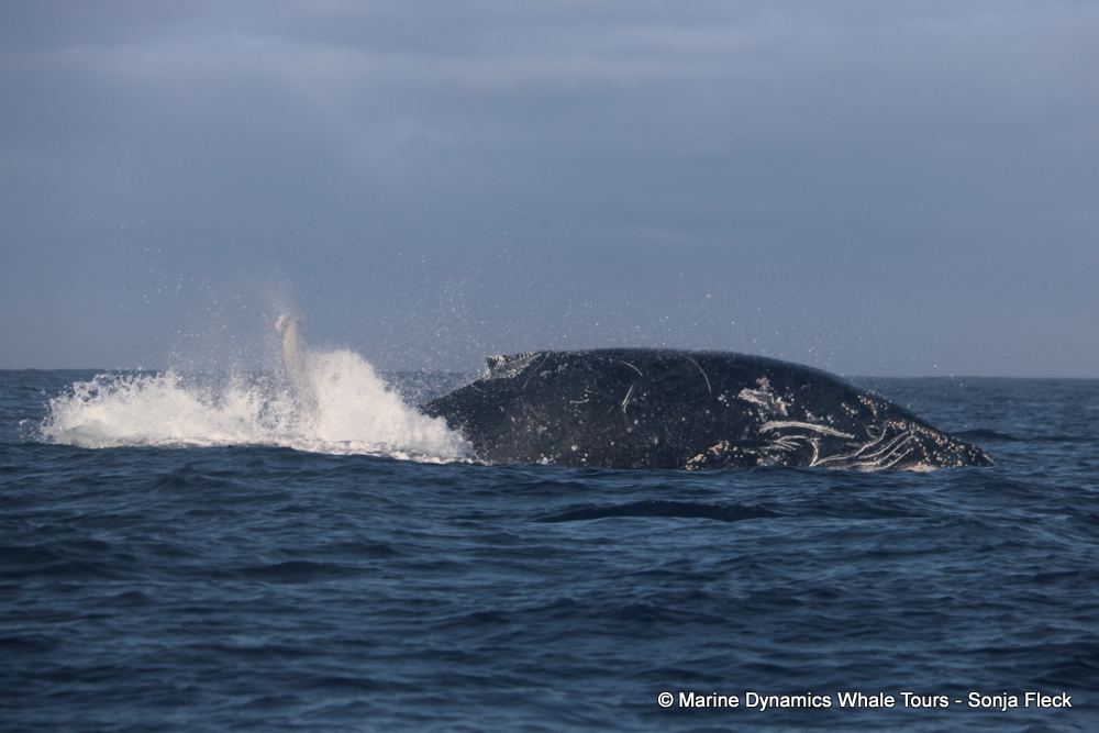 Marine Big 5 Daily Blog 27 May