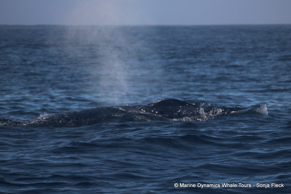 Humpback whale, whale watching, gansbaai, south africa,