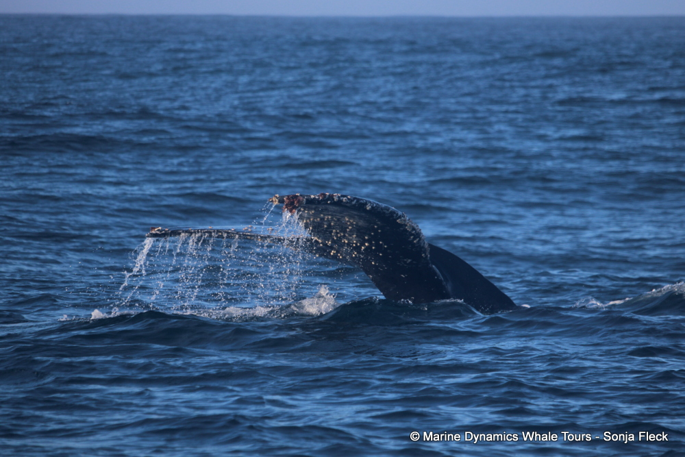 Humpback whale, whale watching, gansbaai, south africa,