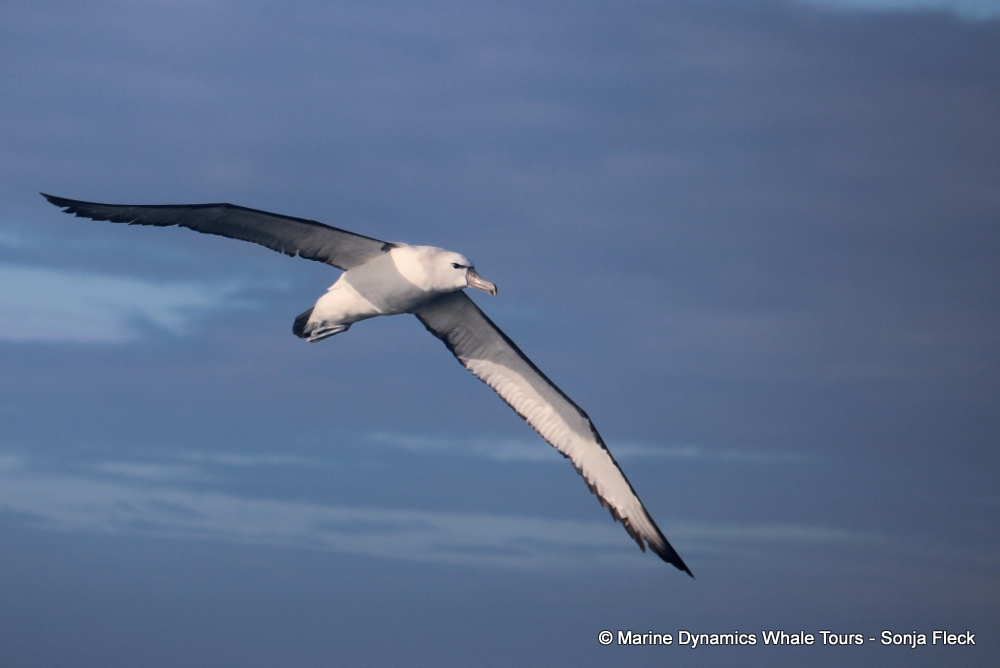 Shy Albatross, whale watching, gansbaai, south africa,