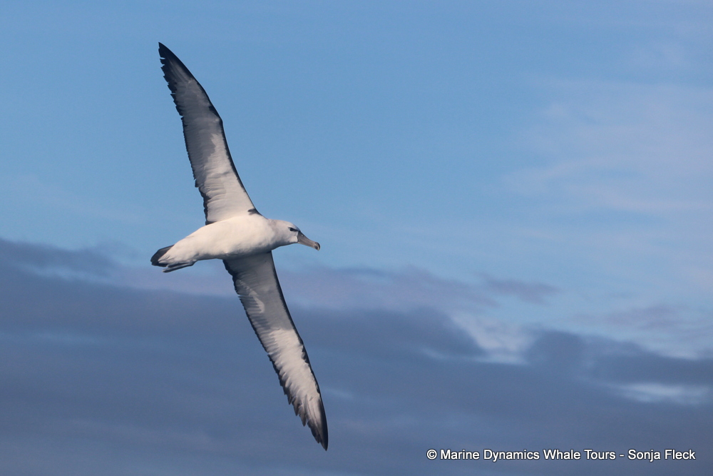 Shy Albatross, whale watching, gansbaai, south africa,