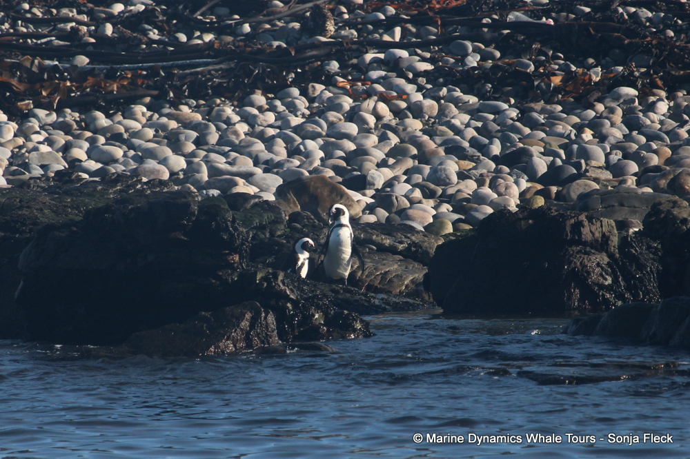 Africa Penguin ,whale watching, gansbaai, south africa,