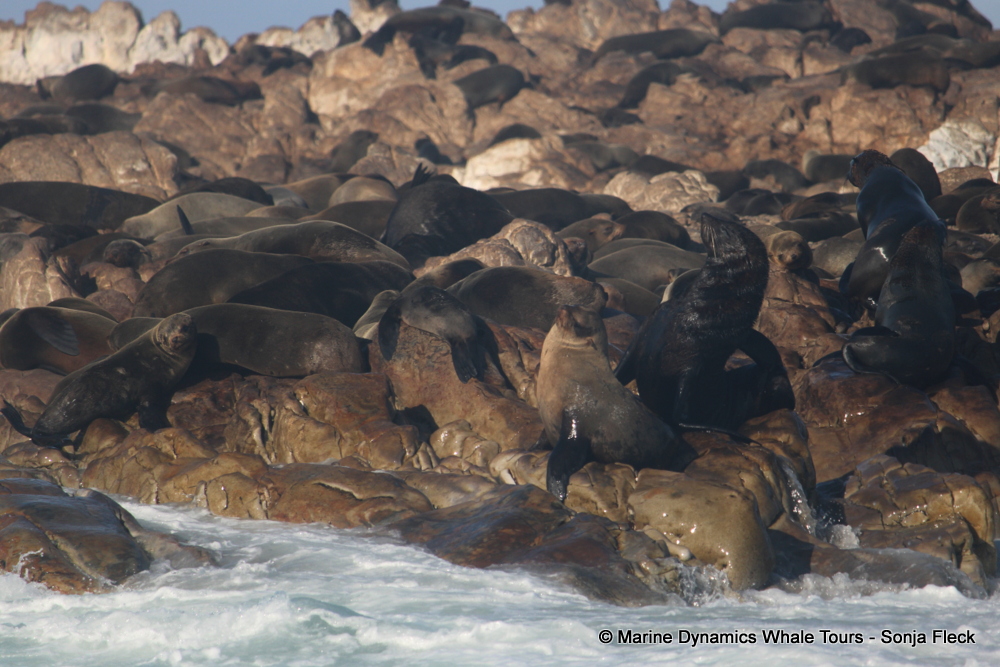 Cape fur seal, whale watching, gansbaai, south africa,