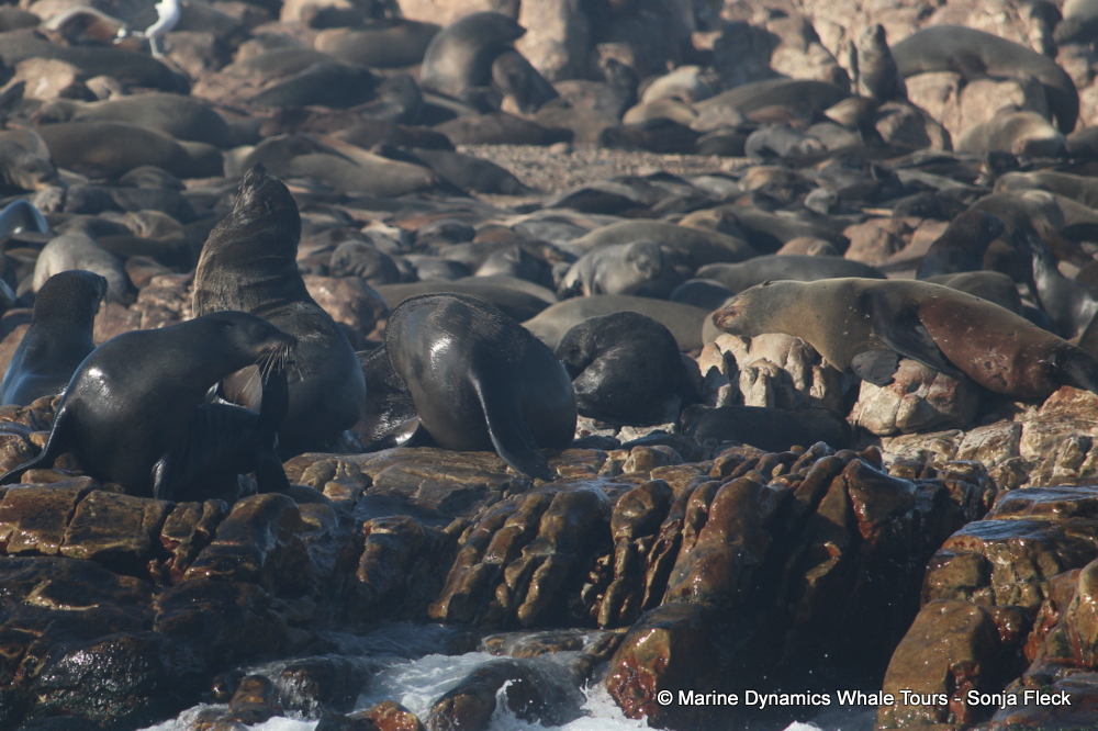 Cape fur seal, whale watching, gansbaai, south africa,