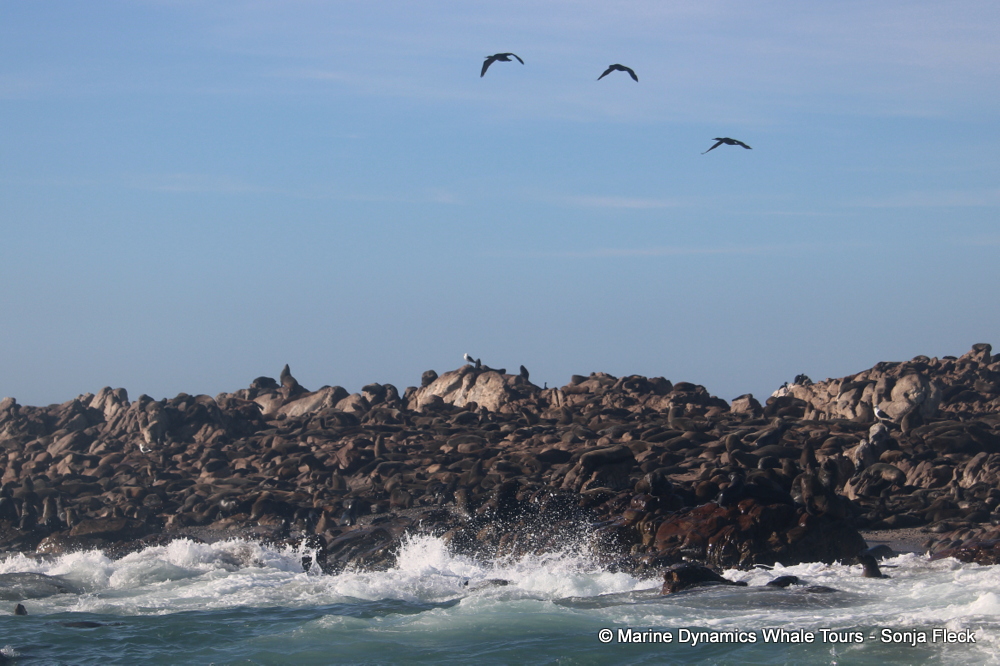 Cape fur seal, whale watching, gansbaai, south africa,