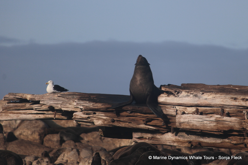 Cape fur seal, whale watching, gansbaai, south africa,