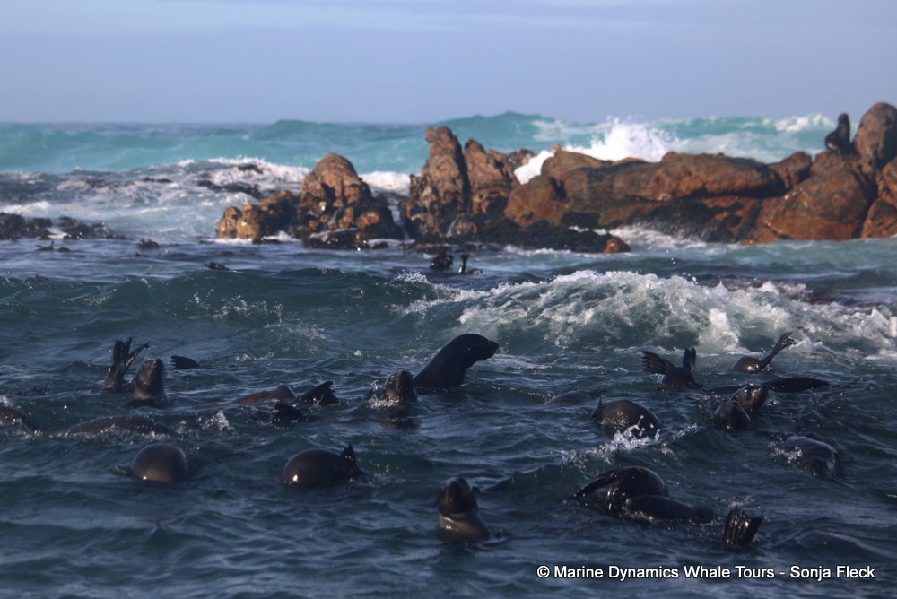 Cape fur seal, whale watching, gansbaai, south africa,