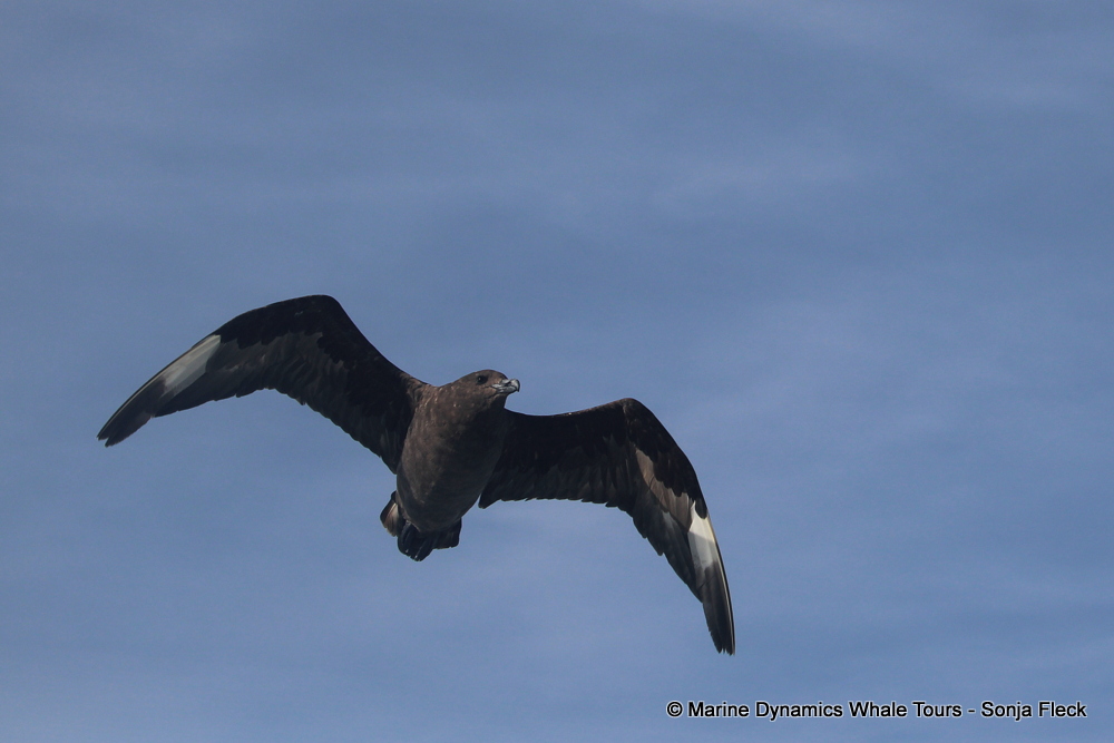 Subantarctic Skua, whale watching, gansbaai, south africa,