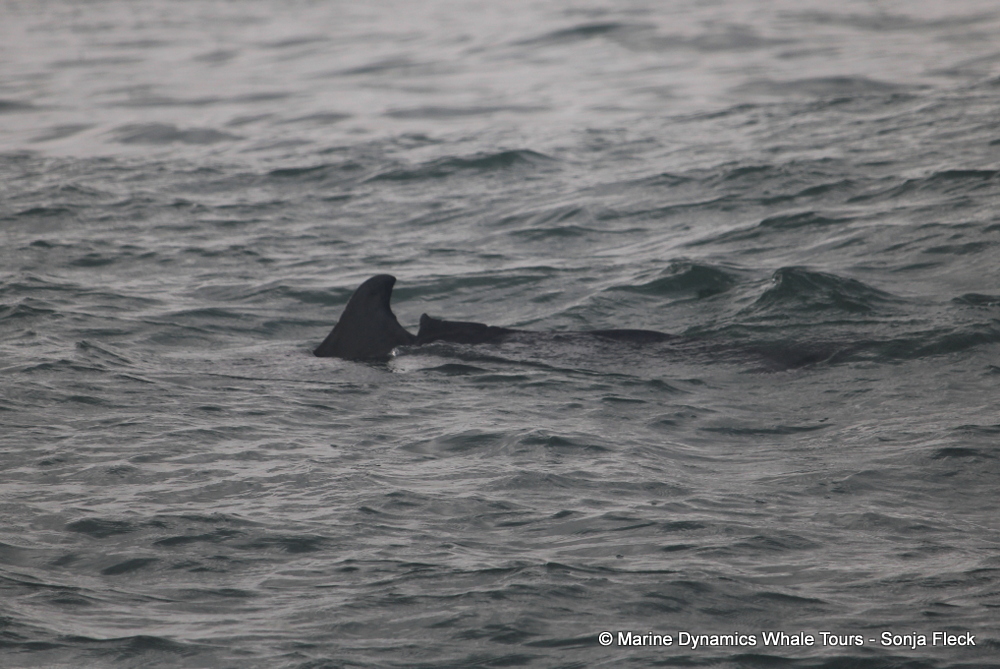 Indian Ocean humpback dolphin, whale watching, gansbaai, south africa,
