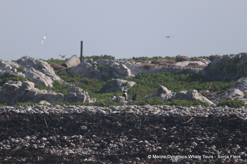 Africa Penguin ,whale watching, gansbaai, south africa,