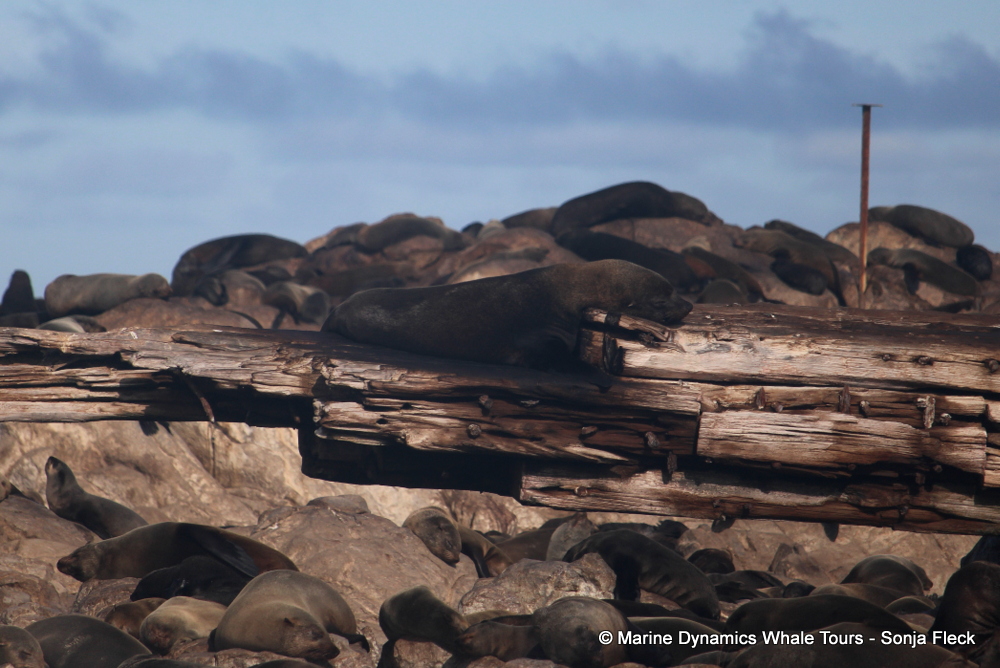 Cape fur seal, whale watching, gansbaai, south africa,
