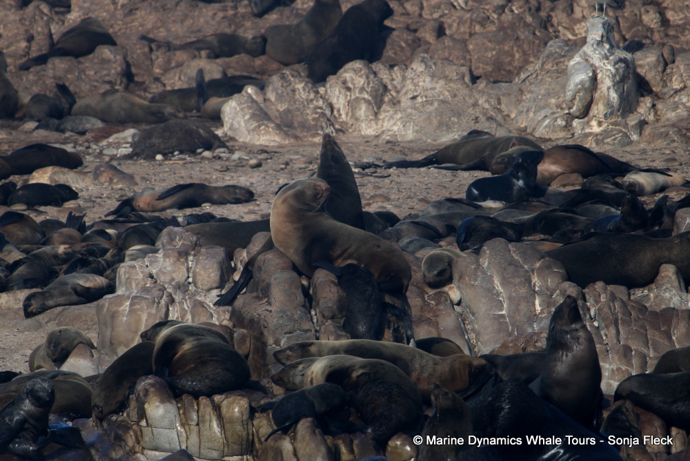 Cape fur seal, whale watching, gansbaai, south africa,