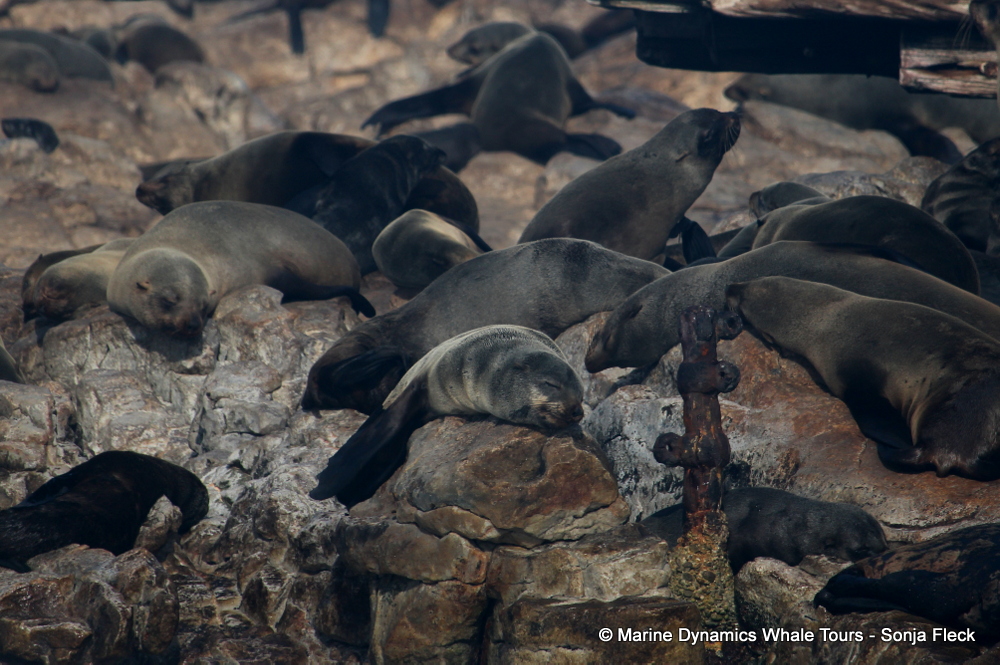 Cape fur seal, whale watching, gansbaai, south africa,