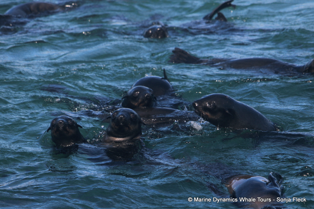 Cape fur seal, whale watching, gansbaai, south africa,