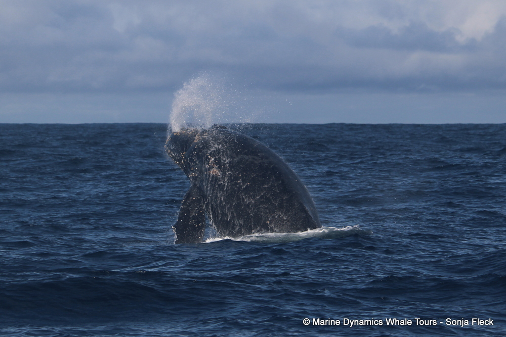Humpback whale, whale watching, gansbaai, south africa,