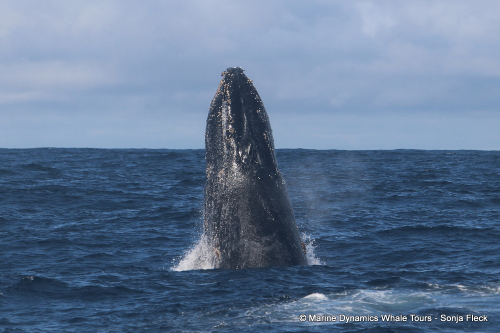Humpback whale, whale watching, gansbaai, south africa,