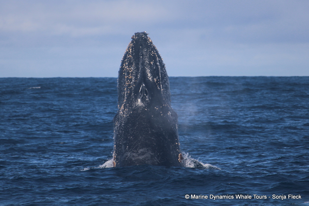 Marine Big 5 Daily Blog 29 May