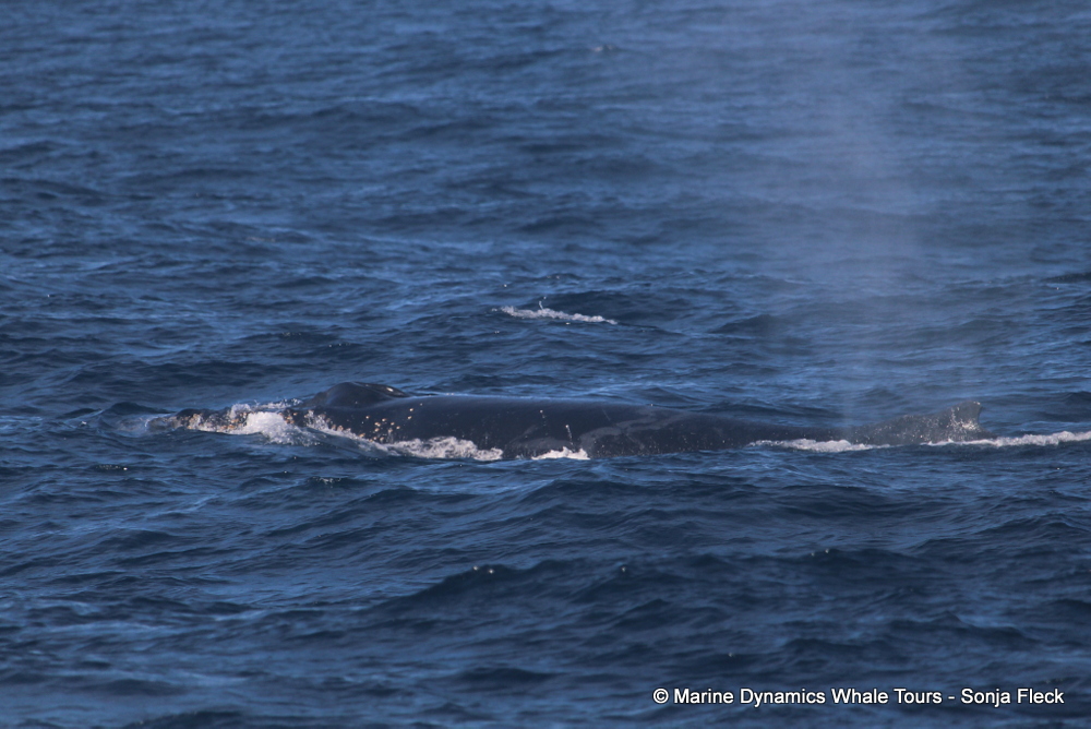 Humpback whale, whale watching, gansbaai, south africa,
