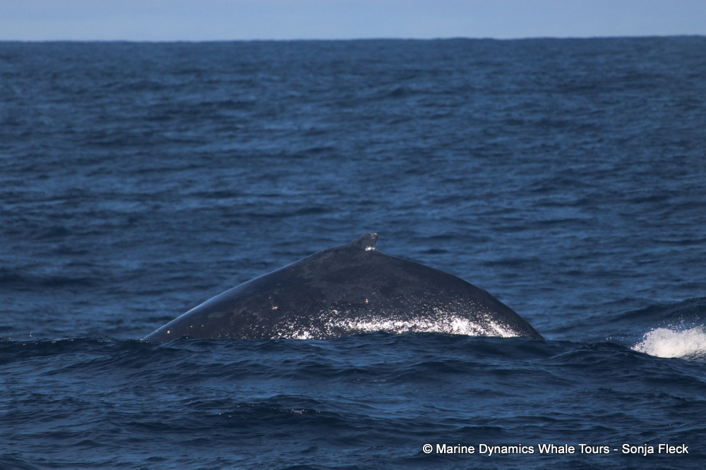 Humpback whale, whale watching, gansbaai, south africa,