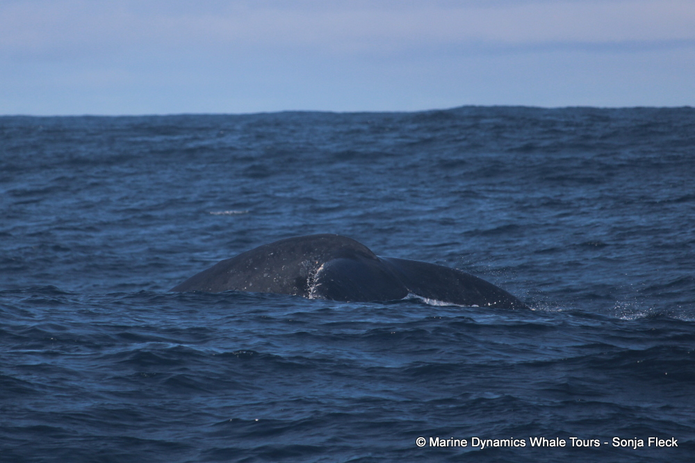 Humpback whale, whale watching, gansbaai, south africa,