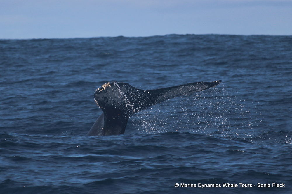 Humpback whale, whale watching, gansbaai, south africa,