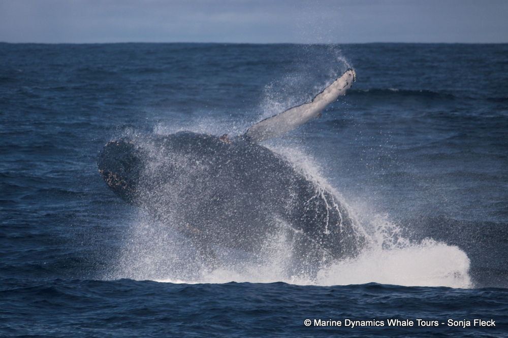 Humpback whale, whale watching, gansbaai, south africa,