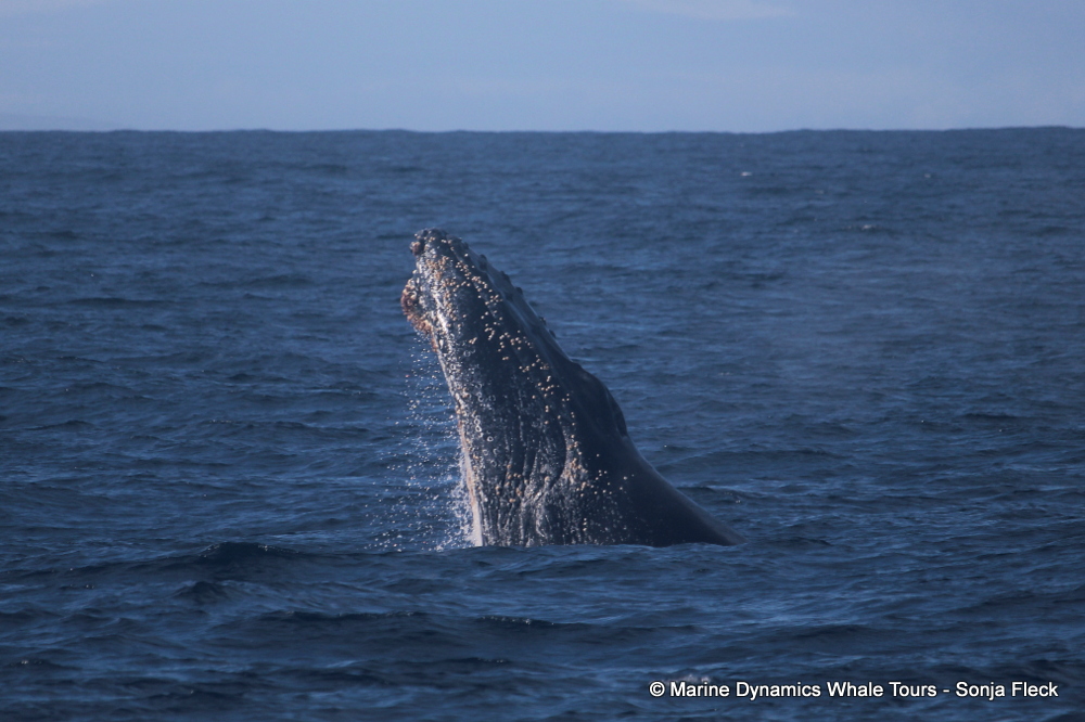 Humpback whale, whale watching, gansbaai, south africa,