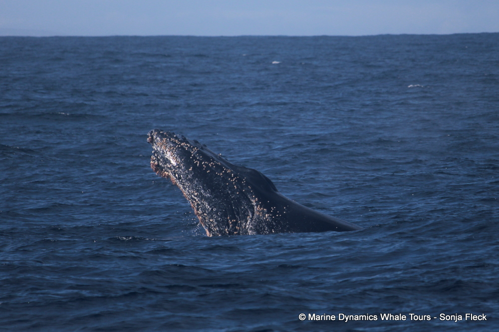 Humpback whale, whale watching, gansbaai, south africa,