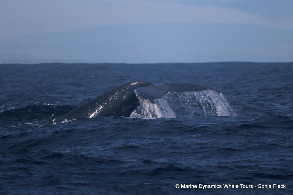 Humpback whale, whale watching, gansbaai, south africa,