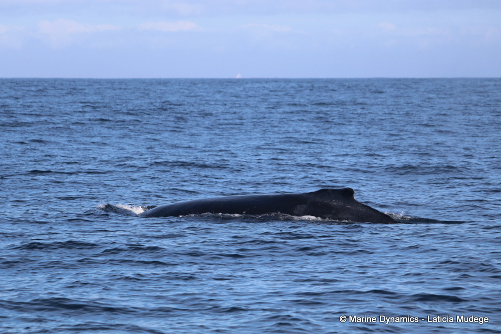 Humpback whale, whale watching, gansbaai, south africa,