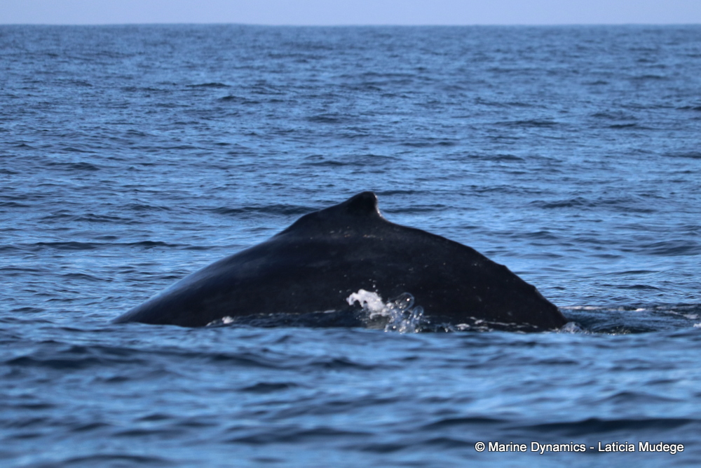 Humpback whale, whale watching, gansbaai, south africa,