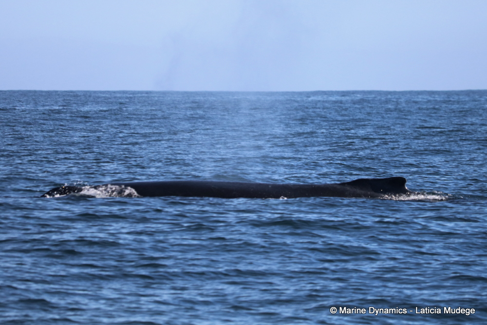 Humpback whale, whale watching, gansbaai, south africa,