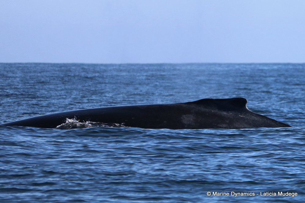 Humpback whale, whale watching, gansbaai, south africa,