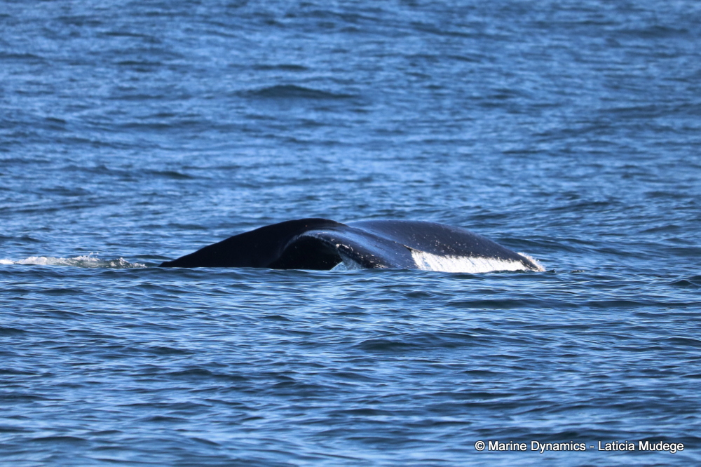 Humpback whale, whale watching, gansbaai, south africa,